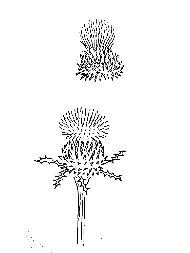 Black ink sketches of cardoons on white paper