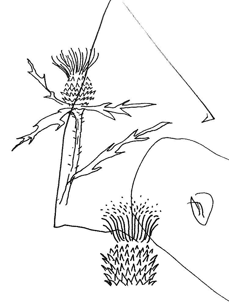 Black ink sketches of cardoons on white paper