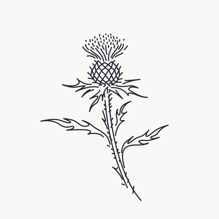 Black lines vector drawing of a cardoon. It has the distinct vector fluidity look while having a design that makes it look like it's hand drawn.