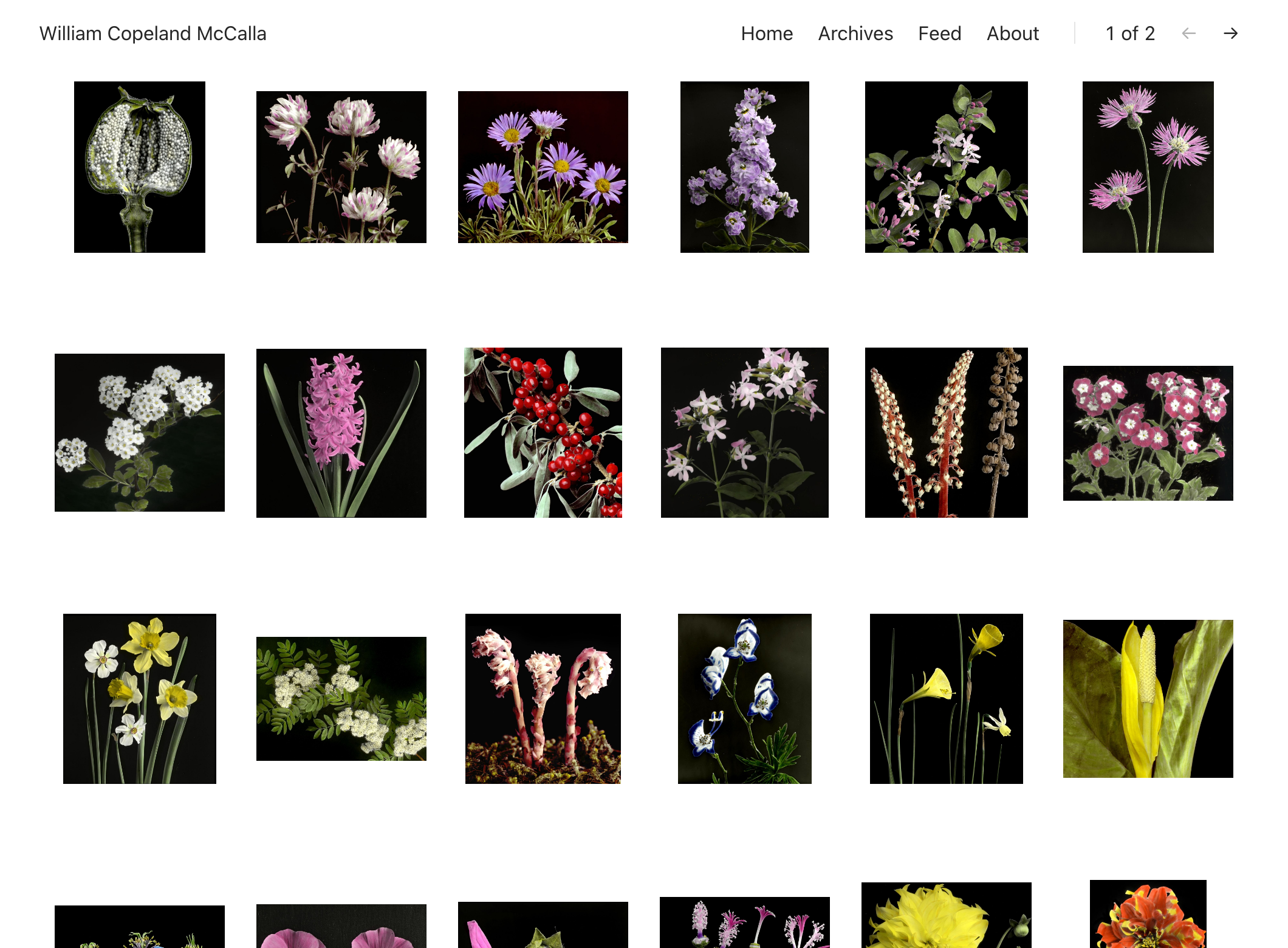 Website screenshot with a grid of photos of plants. The website design is minimal with only some navigation elements to change pagination.