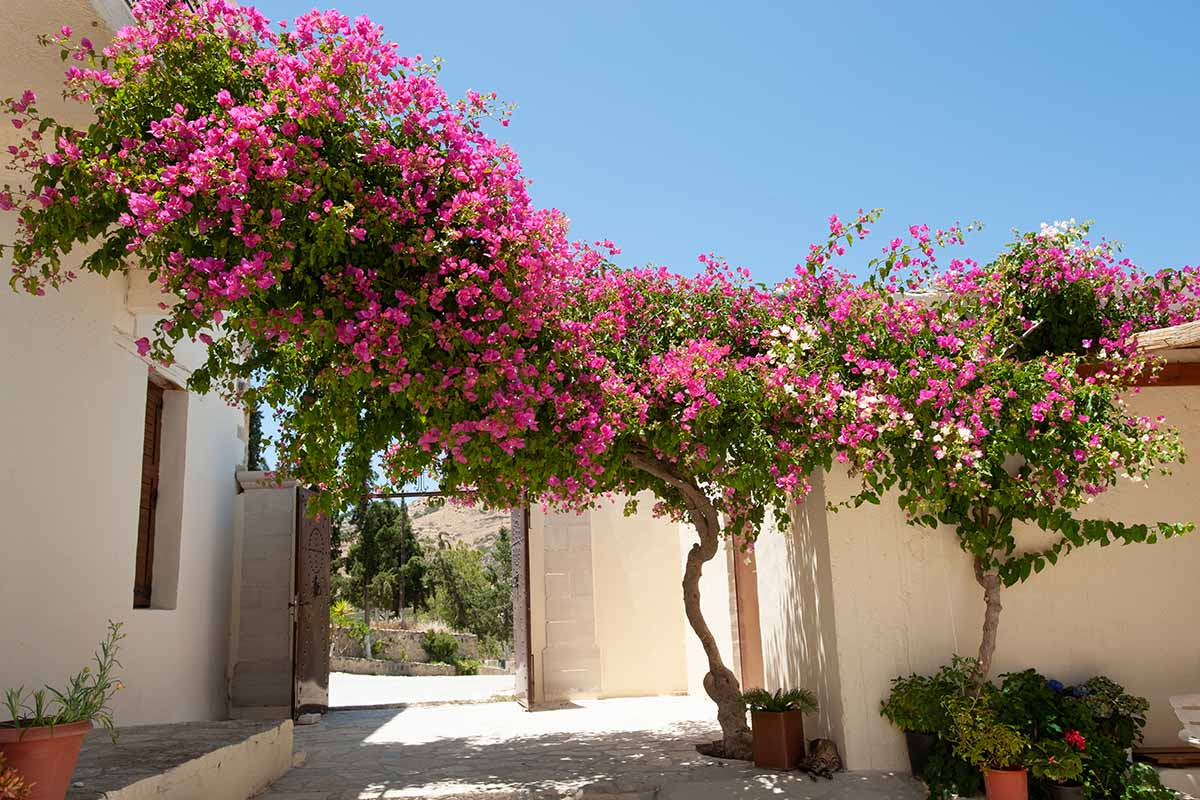 Bougainvillea tree with pink flowers connecting two annexes of a house.