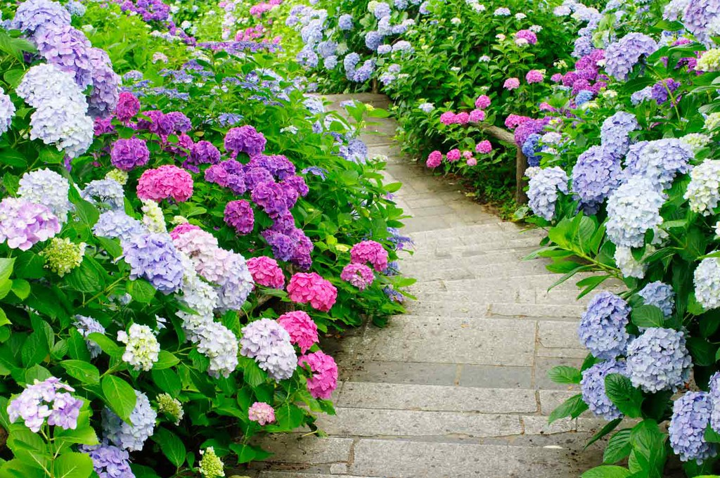 Hydrangea bush with different colors from white to pink and purple.