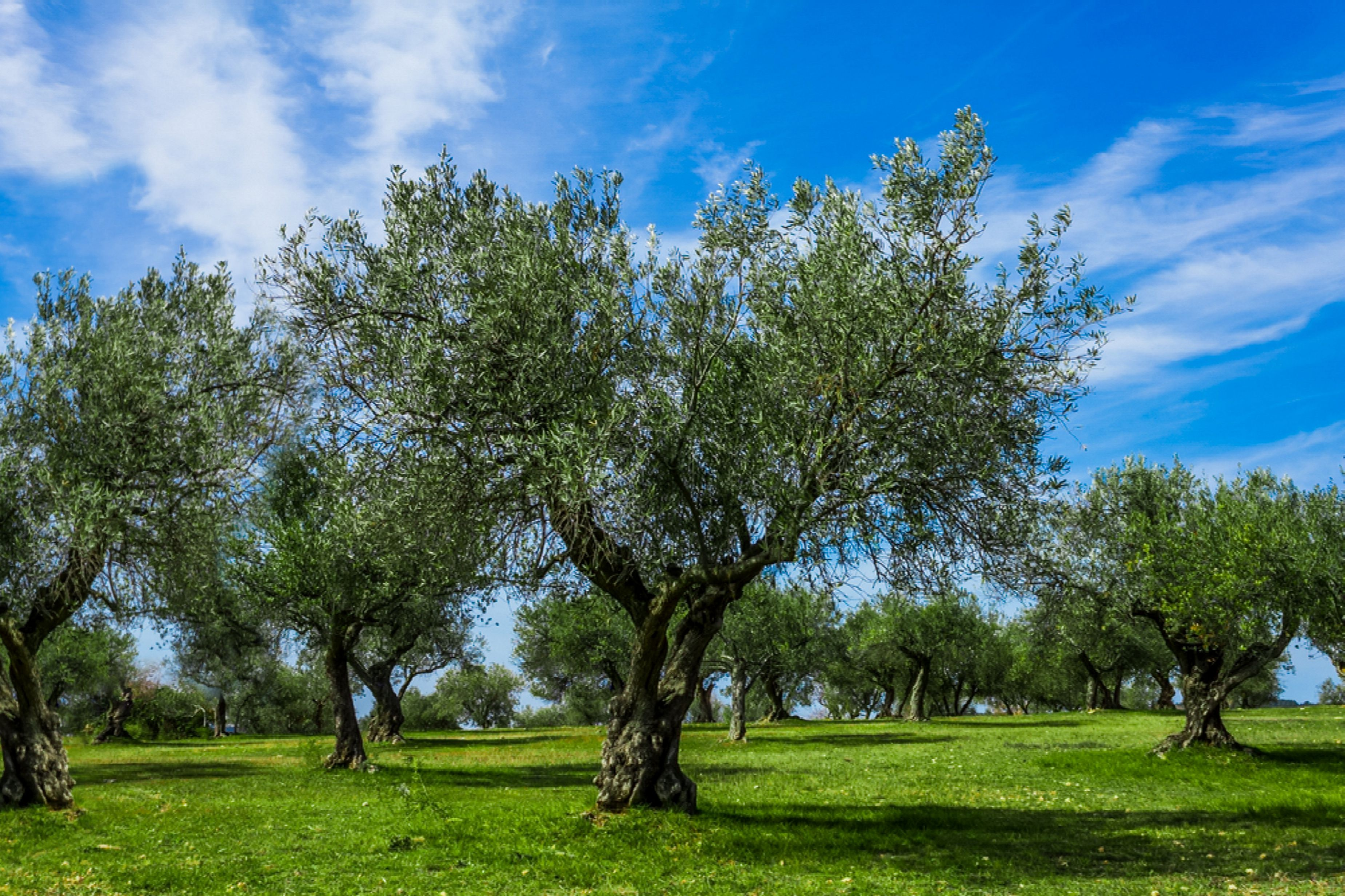 Olive trees in an open field with short greenery on the ground.