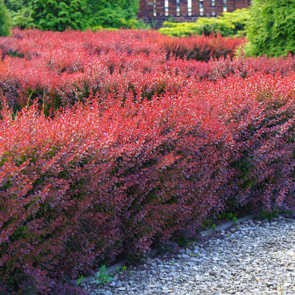 Berberis thunbergii bushes with red leaves. 