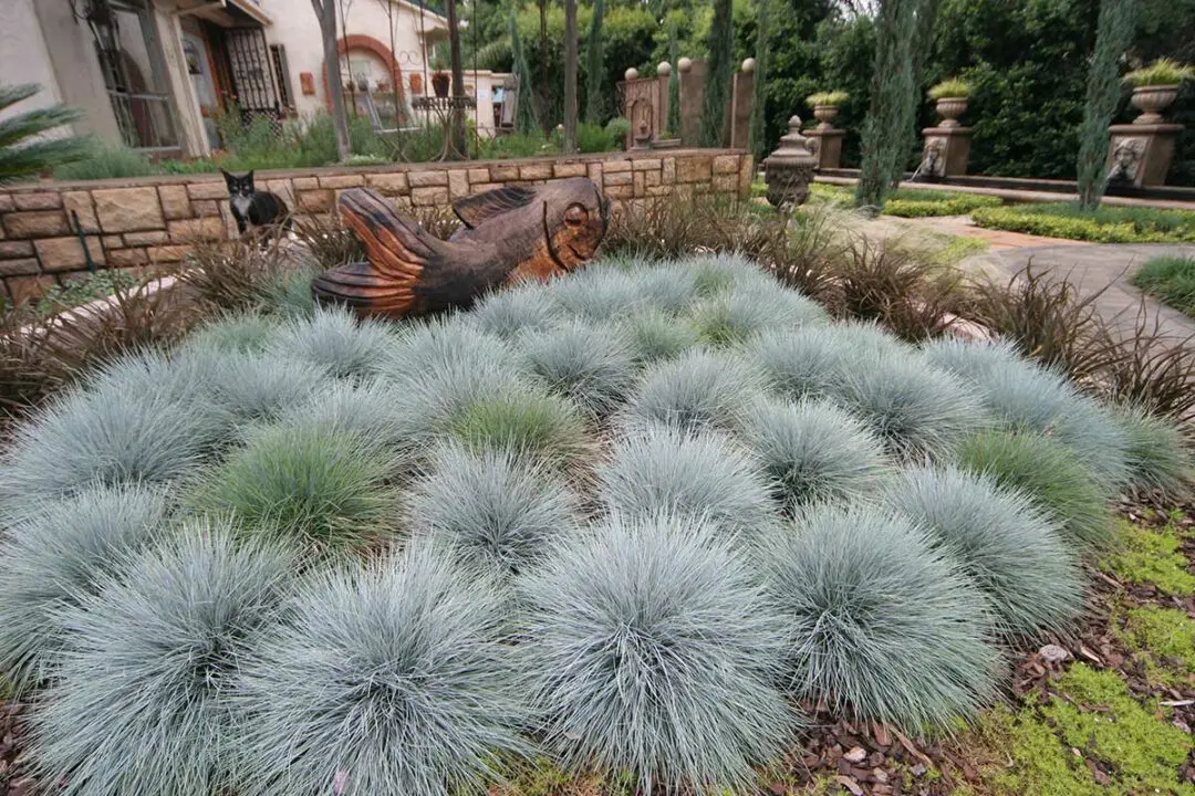 A bunch of festuca bushes.