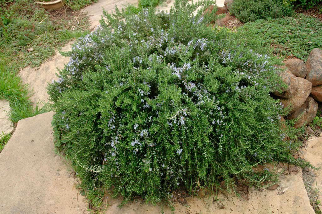 A bush of rosmarinus prostratus